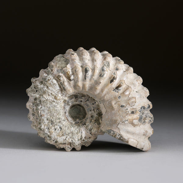 Genuine Ammonite (Douvilleiceras) Fossil from Madagascar