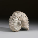 Genuine Ammonite (Douvilleiceras) Fossil from Madagascar