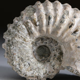 Genuine Ammonite (Douvilleiceras) Fossil from Madagascar