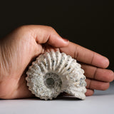 Genuine Ammonite (Douvilleiceras) Fossil from Madagascar