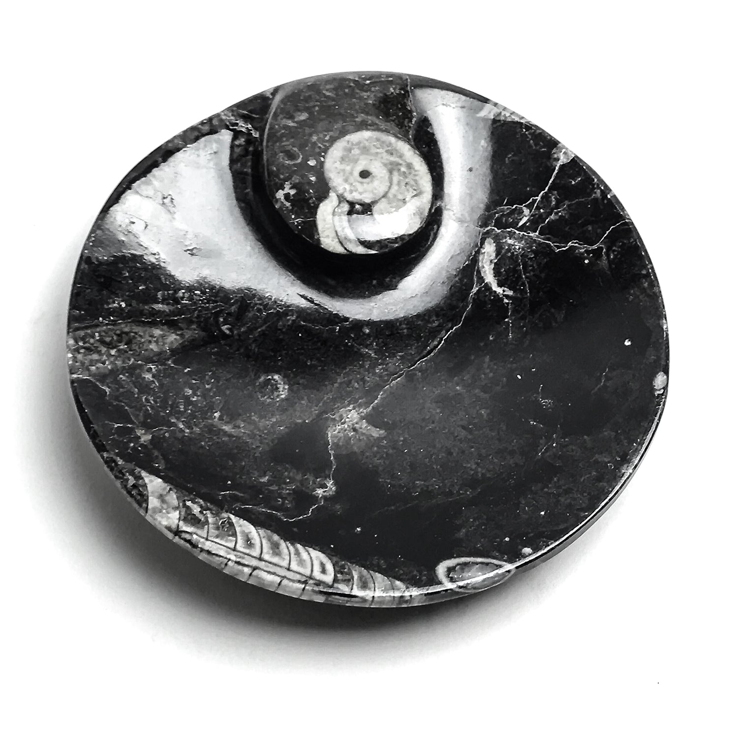 Genuine Polished Ammonite and Orthoceras Fossil Round Plate (Small)