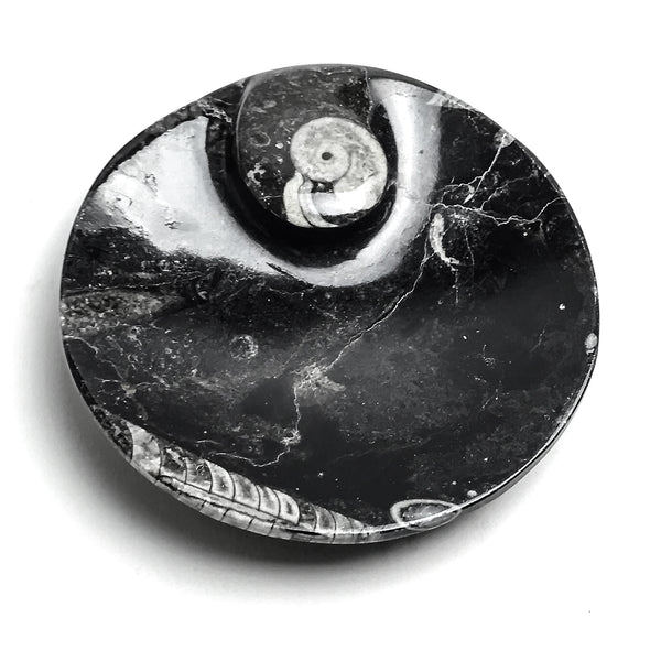 Genuine Polished Ammonite and Orthoceras Fossil Round Plate (Small)