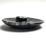 Genuine Polished Ammonite and Orthoceras Fossil Round Plate (Small)