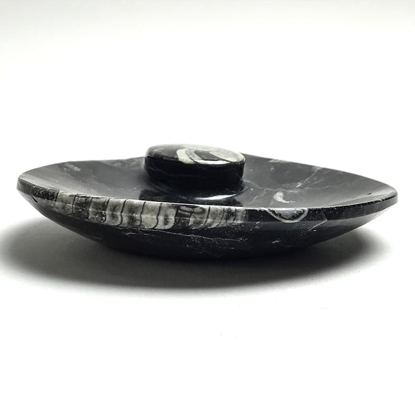 Genuine Polished Ammonite and Orthoceras Fossil Round Plate (Small)