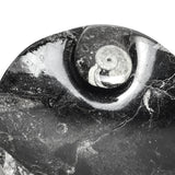 Genuine Polished Ammonite and Orthoceras Fossil Round Plate (Small)