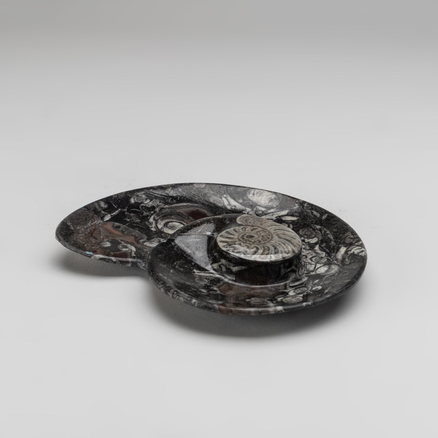 Genuine Polished Ammonite and Orthoceras Fossil Spiral Plate (Small)