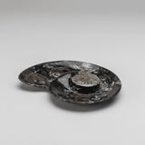 Genuine Polished Ammonite and Orthoceras Fossil Spiral Plate (Small)