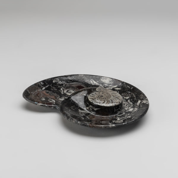 Genuine Polished Ammonite and Orthoceras Fossil Spiral Plate (Small)