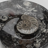 Genuine Polished Ammonite and Orthoceras Fossil Spiral Plate (Small)