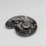 Genuine Polished Ammonite and Orthoceras Fossil Spiral Plate (Small)