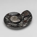 Genuine Polished Ammonite and Orthoceras Fossil Spiral Plate (Small)