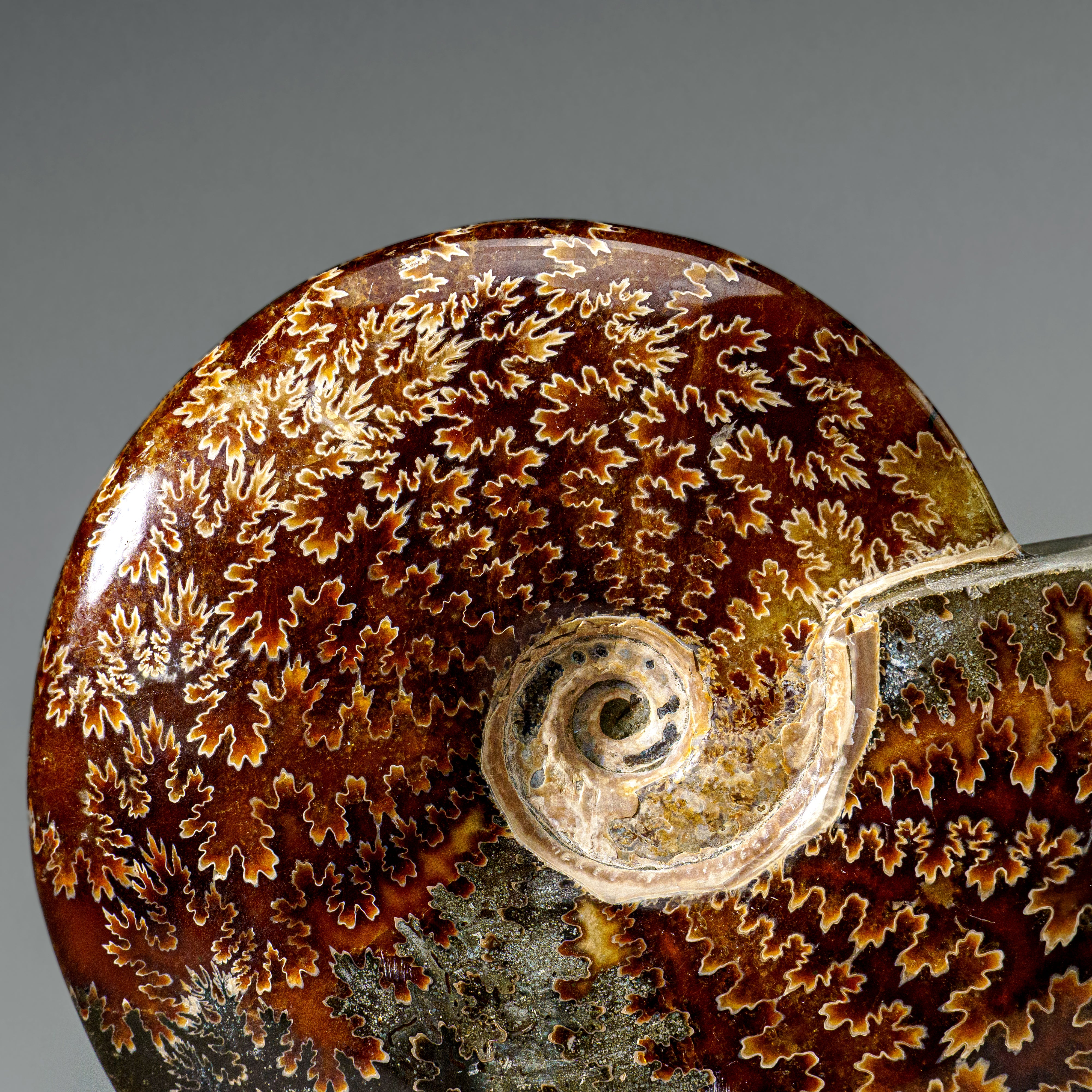 Genuine Calcified Ammolite Ammonite