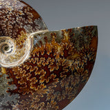 Genuine Calcified Ammolite Ammonite