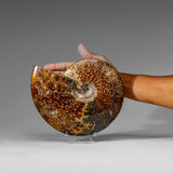 Genuine Calcified Ammolite Ammonite