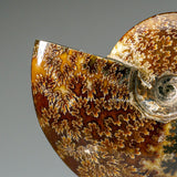 Genuine Calcified Ammolite Ammonite