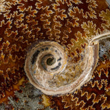 Genuine Calcified Ammolite Ammonite