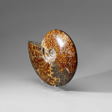 Genuine Calcified Ammolite Ammonite