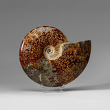 Genuine Calcified Ammolite Ammonite