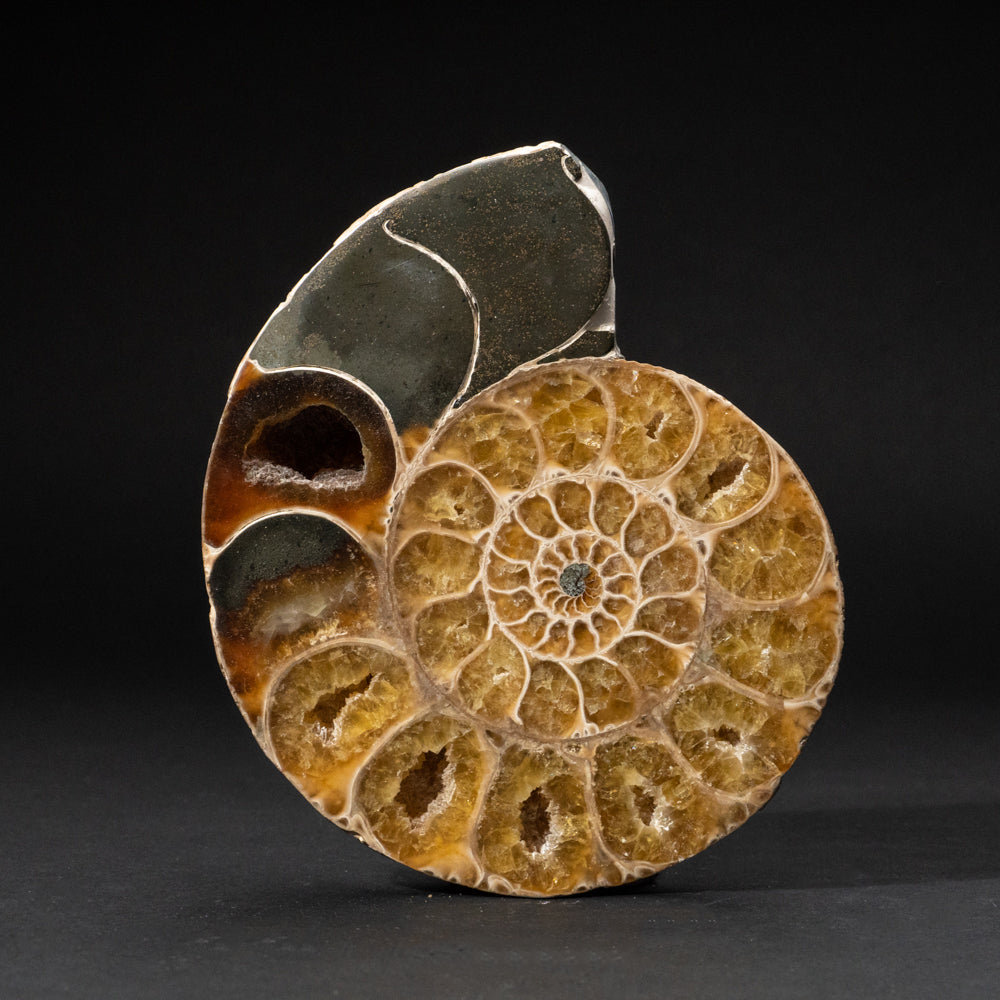 Genuine Polished Calcified Ammonite Half // v1