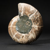 Genuine Polished Calcified Ammonite Half // v1
