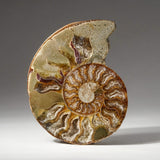 Genuine Polished Calcified Ammonite Half // v2