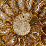 Genuine Polished Calcified Ammonite Half // v2