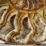 Genuine Polished Calcified Ammonite Half // v2