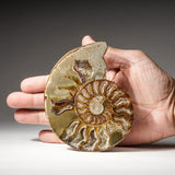 Genuine Polished Calcified Ammonite Half // v2