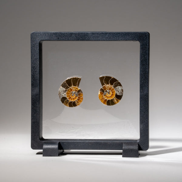 Two Genuine Polished Calcified Ammonite Halves in display box