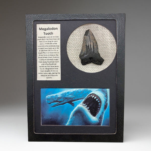 Genuine Megalodon Tooth in Display Box