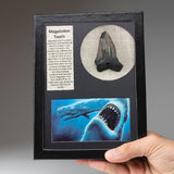 Genuine Megalodon Tooth in Display Box
