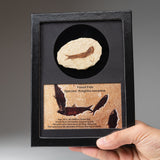 Genuine Knightia Fossil Fish in a Glass Display Box