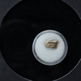 Genuine Triceratops Dinosaur Tooth in Display Box