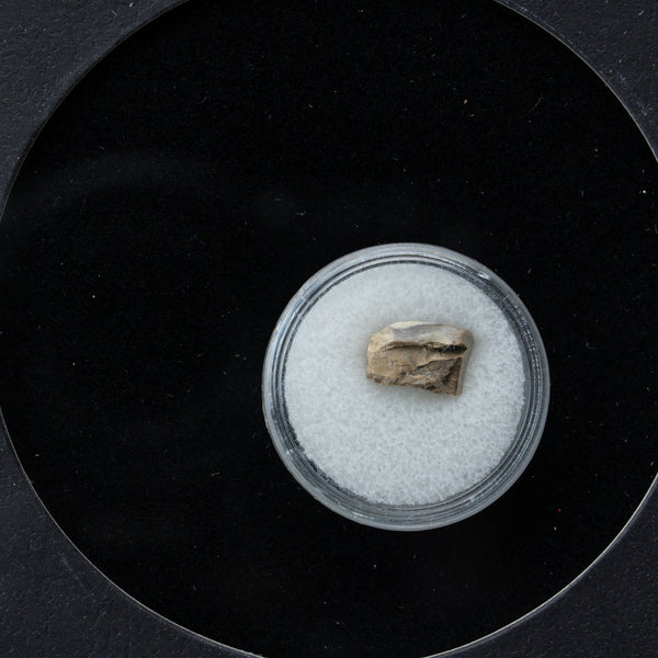 Genuine Triceratops Dinosaur Tooth in Display Box