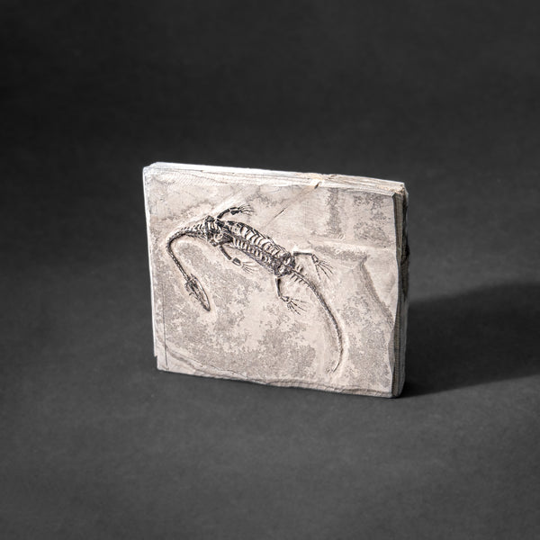 Genuine Fossilized Keichousaurus in Matrix // v1