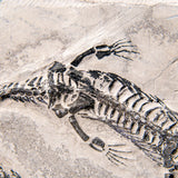 Genuine Fossilized Keichousaurus in Matrix // v1