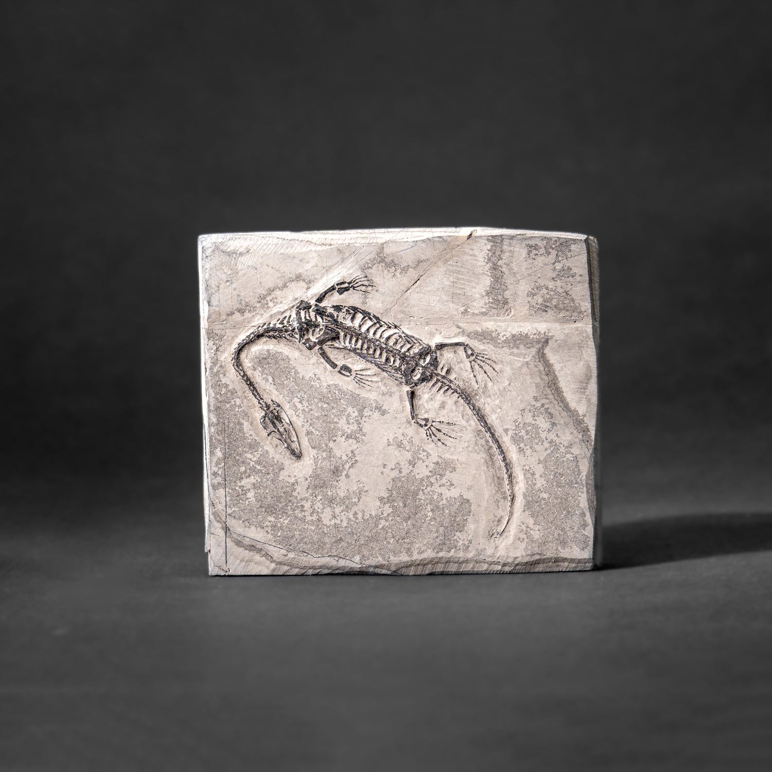 Genuine Fossilized Keichousaurus in Matrix // v1