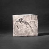 Genuine Fossilized Keichousaurus in Matrix // v1