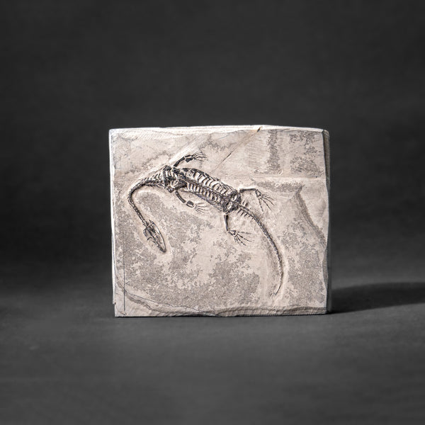 Genuine Fossilized Keichousaurus in Matrix // v1