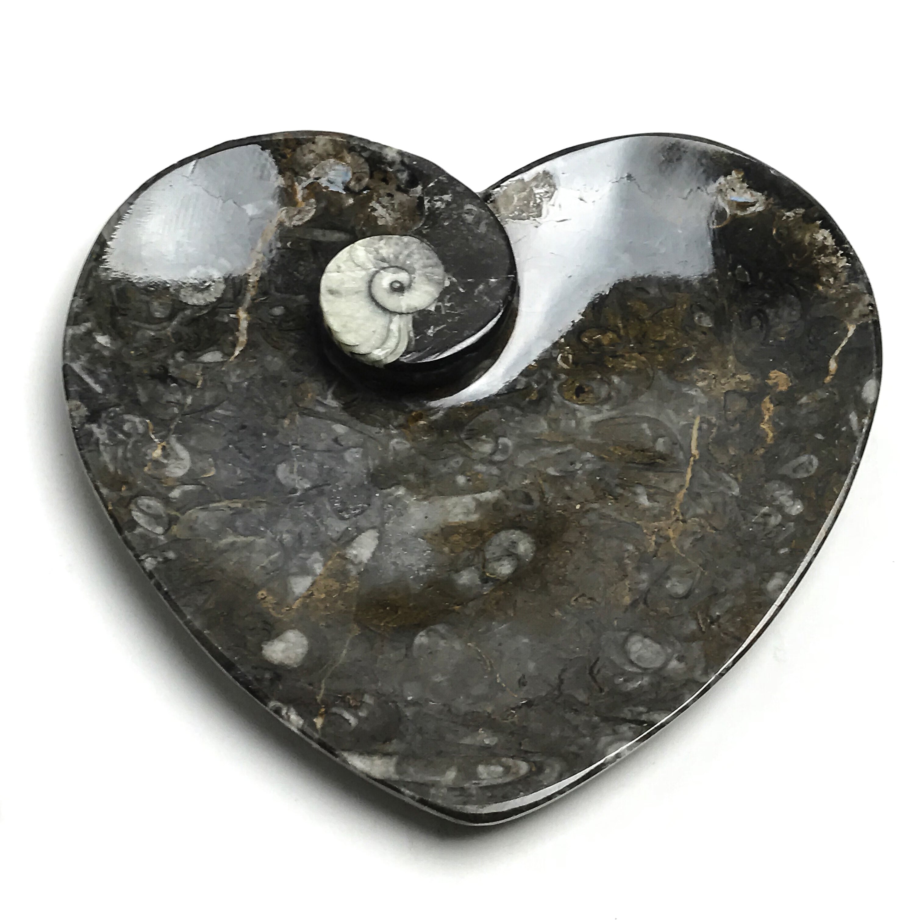Genuine Polished Goniatite Fossil Heart Plate (Small)