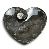 Genuine Polished Goniatite Fossil Heart Plate (Small)