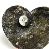 Genuine Polished Goniatite Fossil Heart Plate (Small)