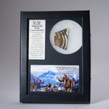 Genuine Woolly Mammoth Tusk in Display Box