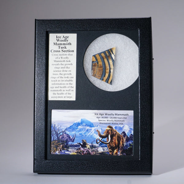 Genuine Woolly Mammoth Tusk in Display Box