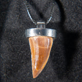 Genuine Mosasaur Tooth Pendant with 18" Cord Necklace