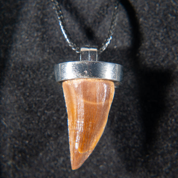Genuine Mosasaur Tooth Pendant with 18" Cord Necklace