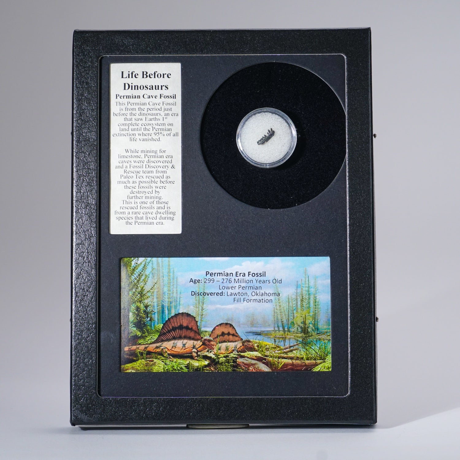 GenuinePermian Cave Fossil (Life Before Dinosaur) in Display Box