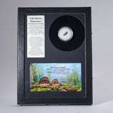 GenuinePermian Cave Fossil (Life Before Dinosaur) in Display Box