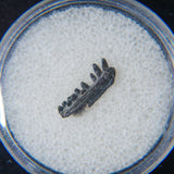 GenuinePermian Cave Fossil (Life Before Dinosaur) in Display Box