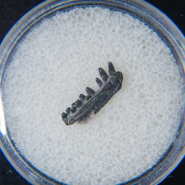 GenuinePermian Cave Fossil (Life Before Dinosaur) in Display Box